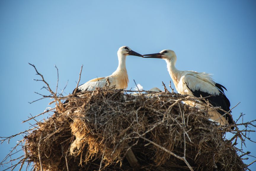 Storchennest mit Storchenpaar