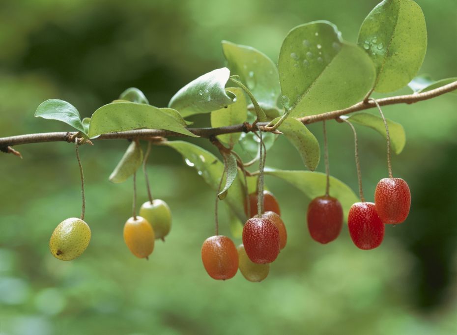 Ölweiden-Beeren