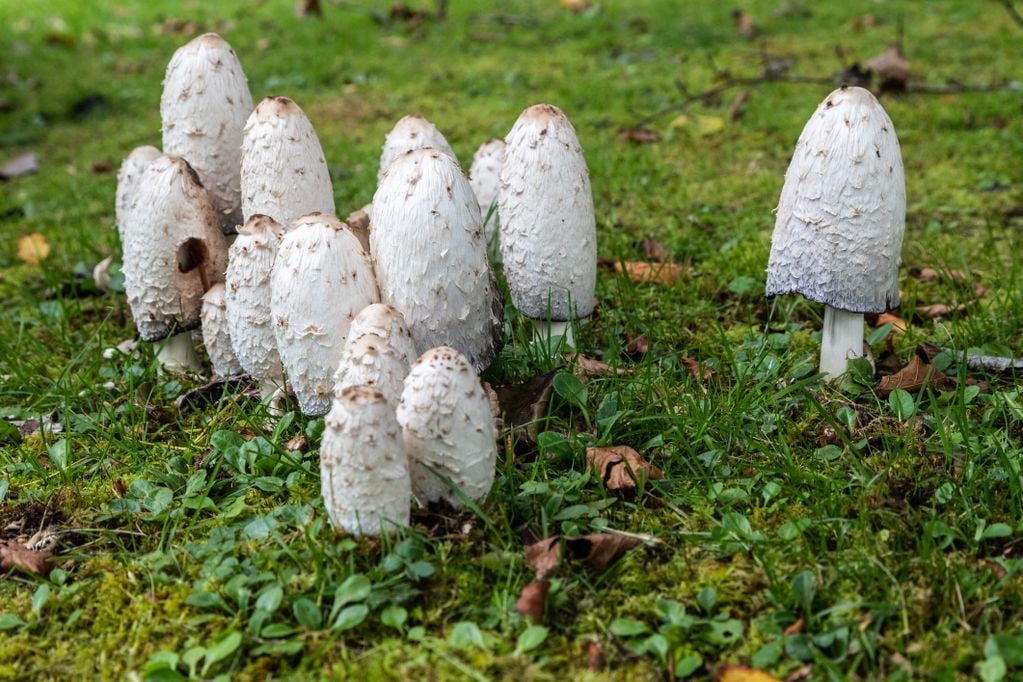 Schopf-Tintlinge auf einer Wiese