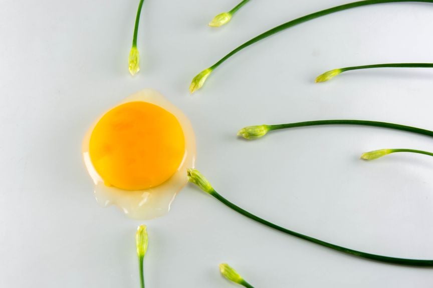 Spiegelei und Frühlingszwiebeln simulieren Befruchtung