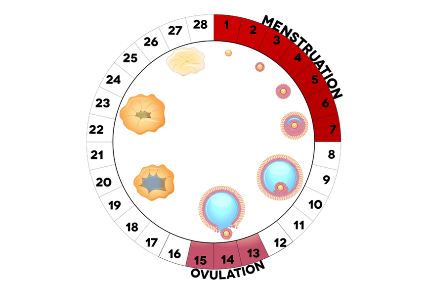 Menstruationszyklus 2,Ovulationskalender