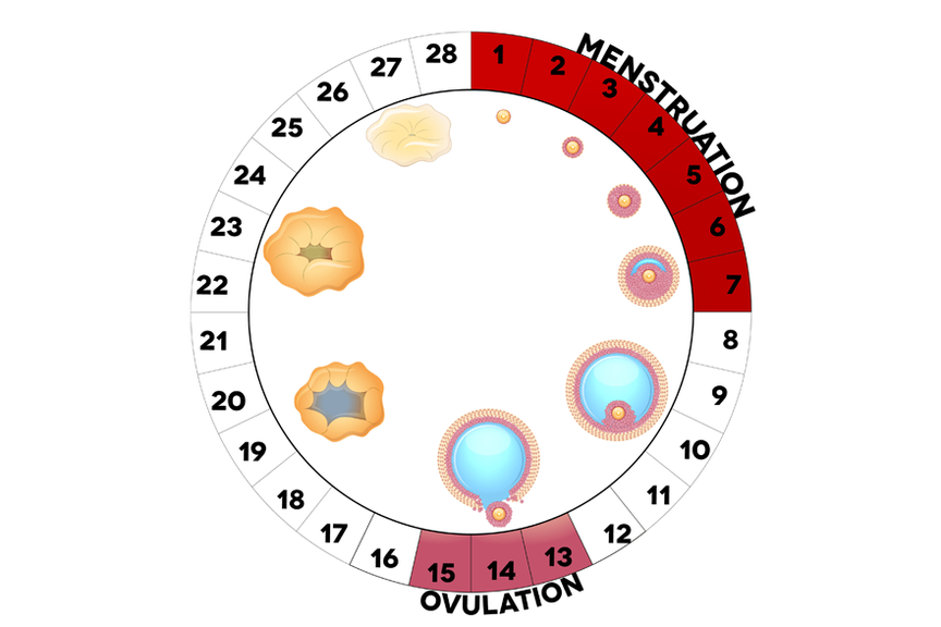 Monatszyklus Menstruationszyklus 5525