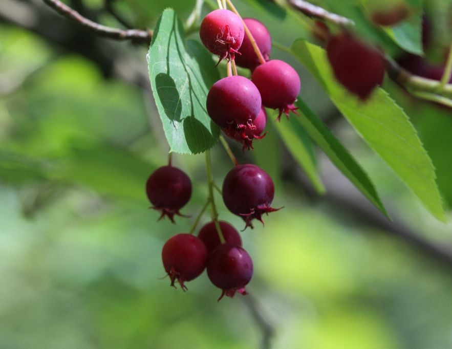 Früchte der Kupferfelsenbirne