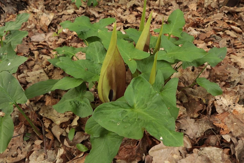 Blatt des Aronstabs (arum maculatum)