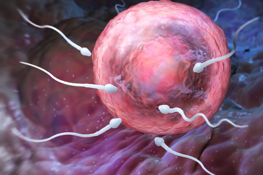 Spermien und Eizelle