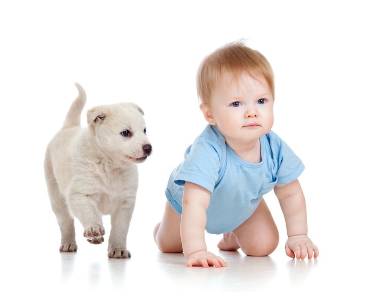 Baby krabbelt neben Hundewelpen