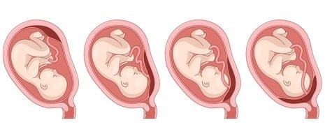 Placenta