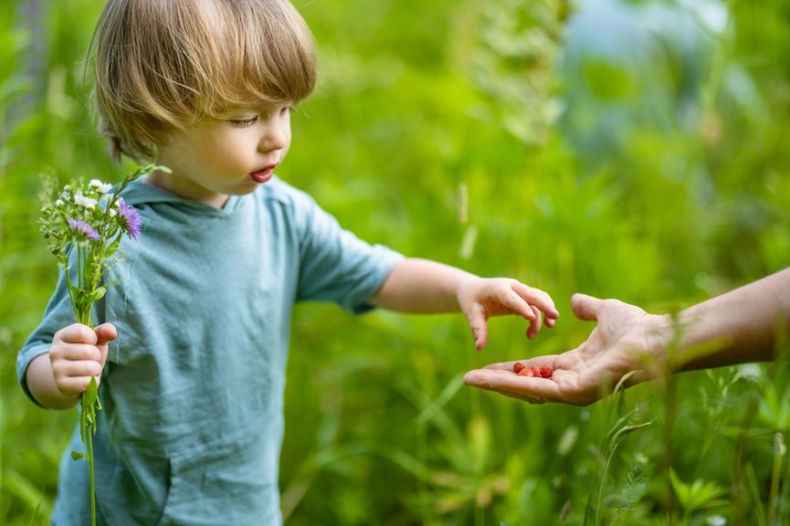 Kleinkind nimmt Walderdbeeren aus der Hand eines Erwachsenen